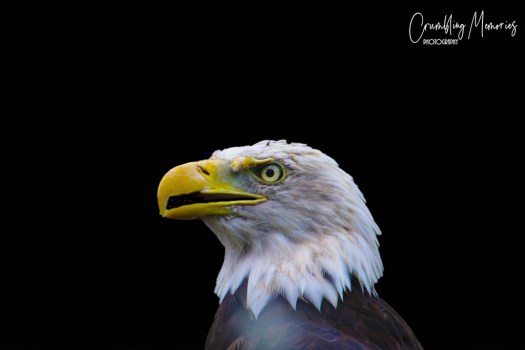 IMG_1102 eagle email