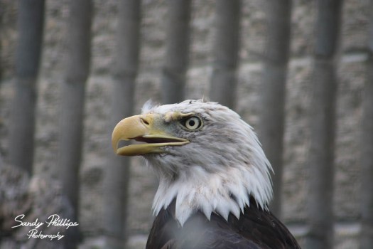 orginal eagle - email.jpg