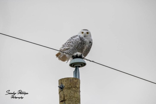 owl on pole email