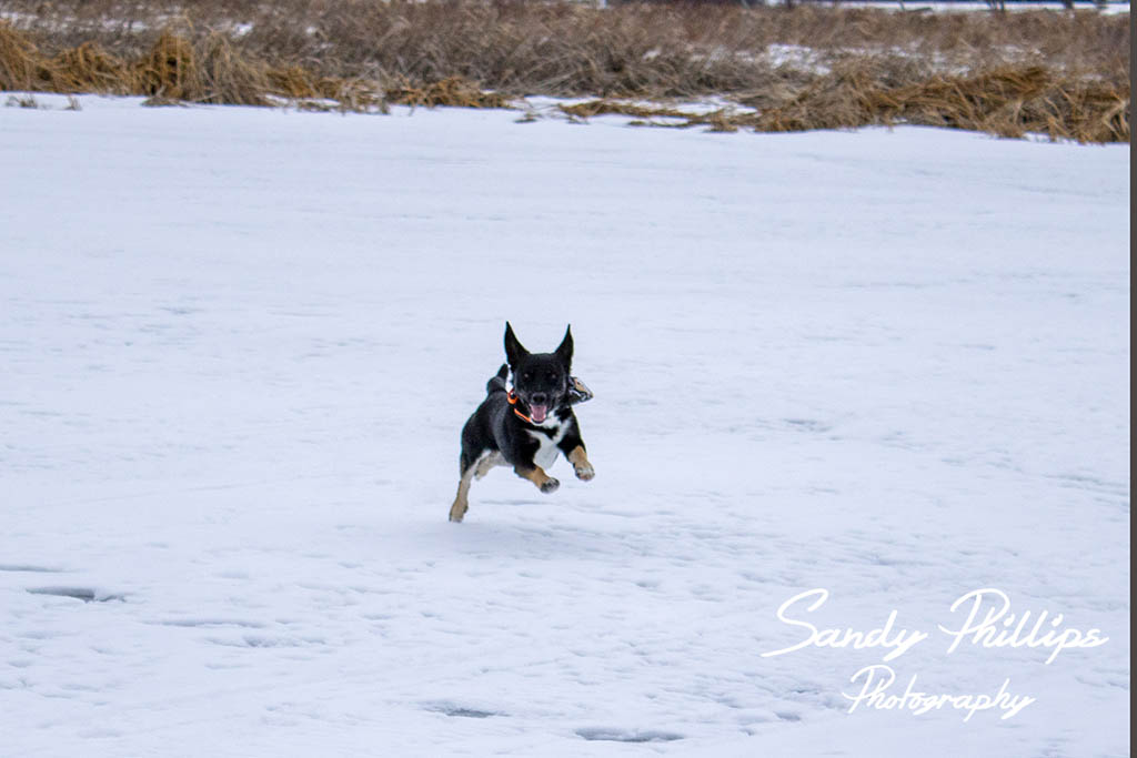 takoda running email