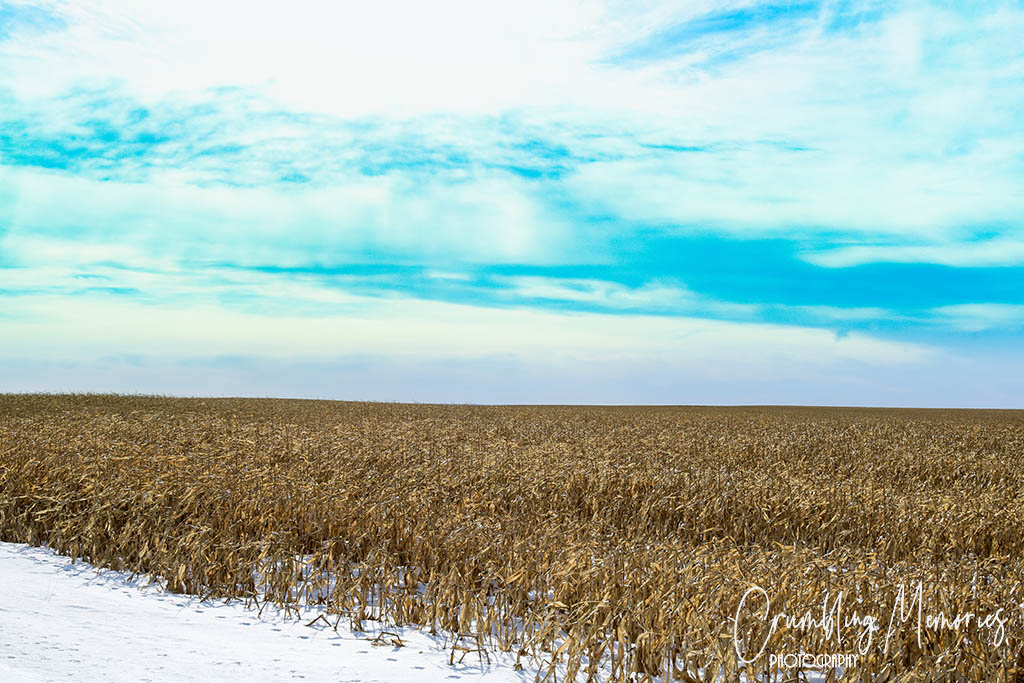 corn field boissevain email