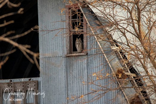 owl in barn 2527 for email