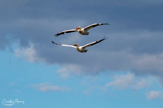 flying pelicans for email