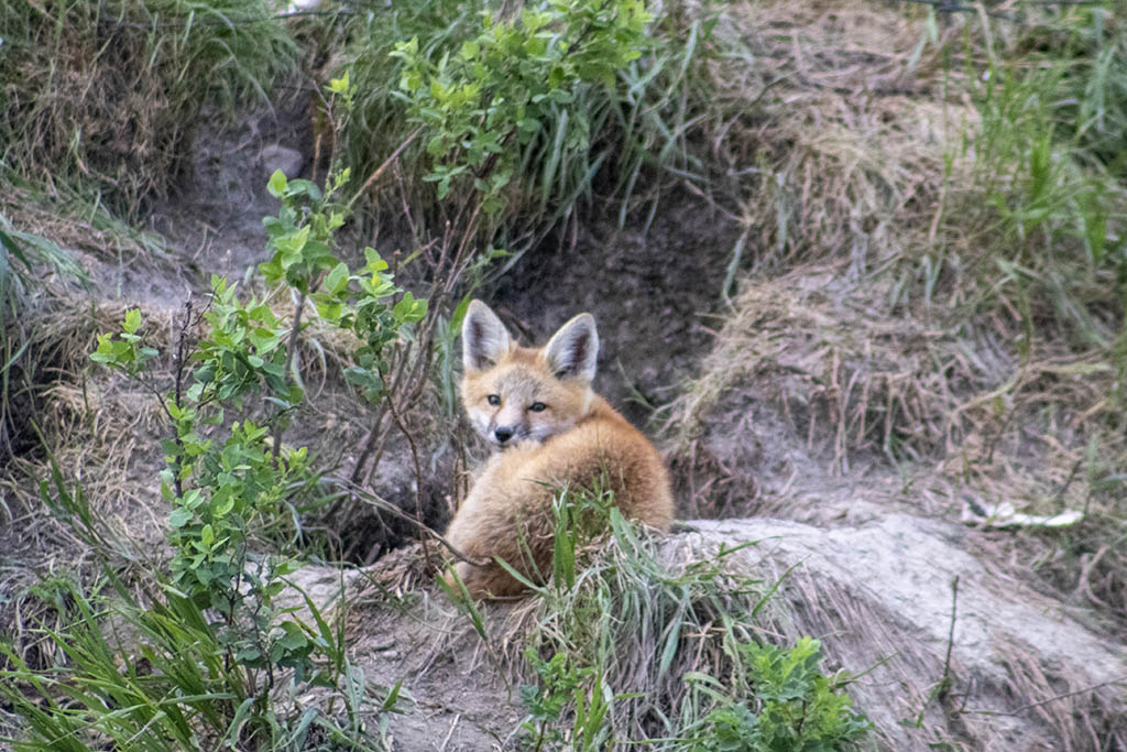 little fox_1 email