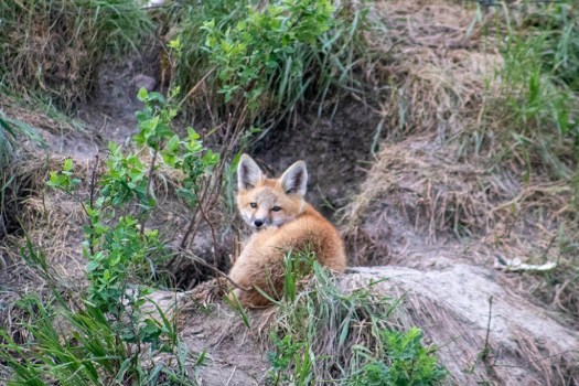 little fox_1 email